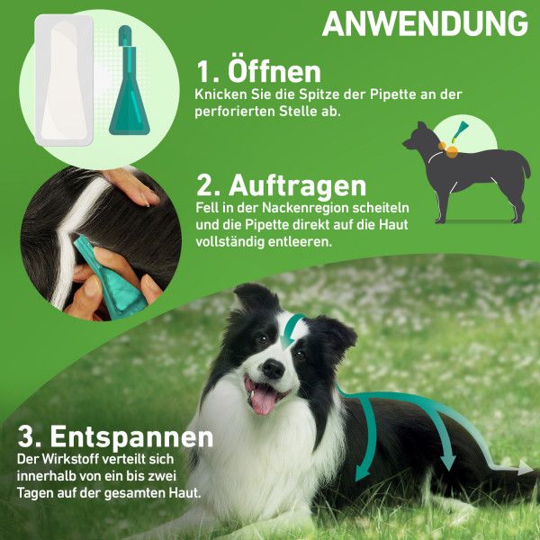 bodyguardapotheke FRONTLINE COMBO gegen Zecken Flöhe (Flöhe Eier Larven Puppen) für Hunde XL Bis zu 65% Rabatt